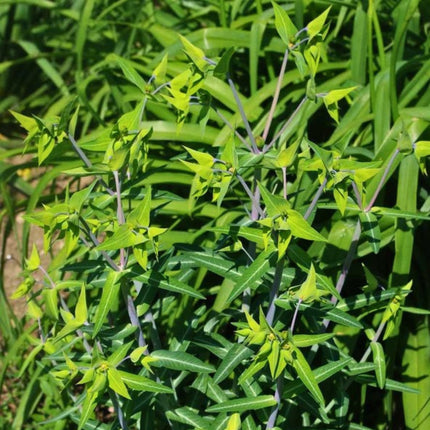 Nasiona Wilczomlecza Groszkowego (Euphorbia lathyris)