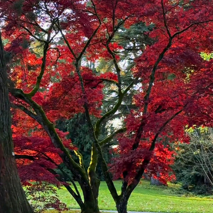 Nasiona Klonu Palmowego Czerwonolisnego - Acer Palmatum 'Atropurpureum'