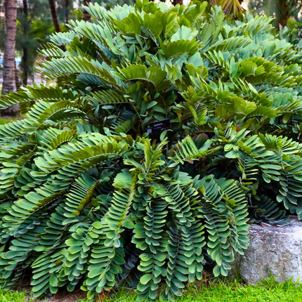 Nasiona Sagowca Jamajskiego - Zamia Furfuracea