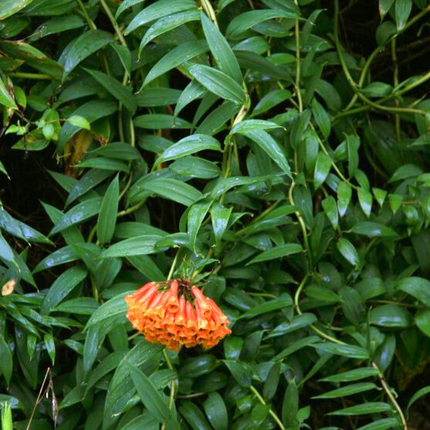 Nasiona Lilii Zwisającej - Bomarea Multiflora