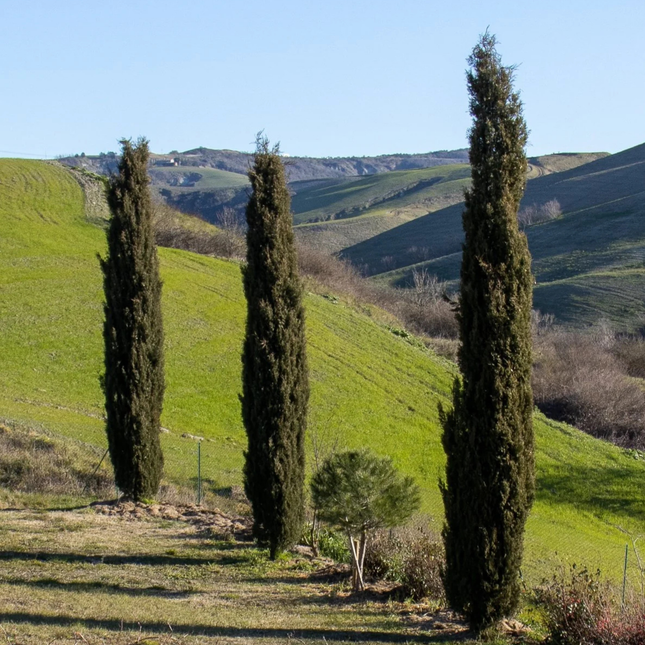 Nasiona Cyprysa Wiecznie Zielonego - Cupressus Sempervirens