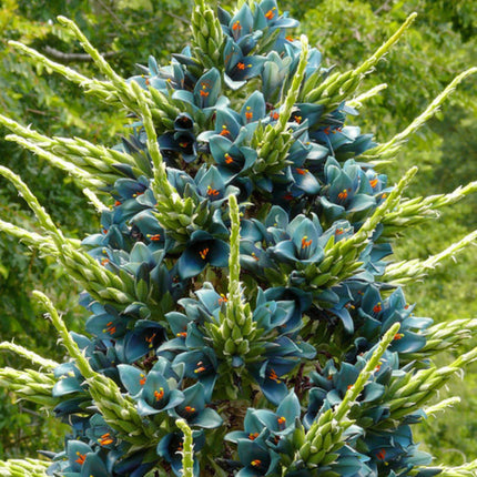 Nasiona Puya Niebieska - Puya Berteroniana