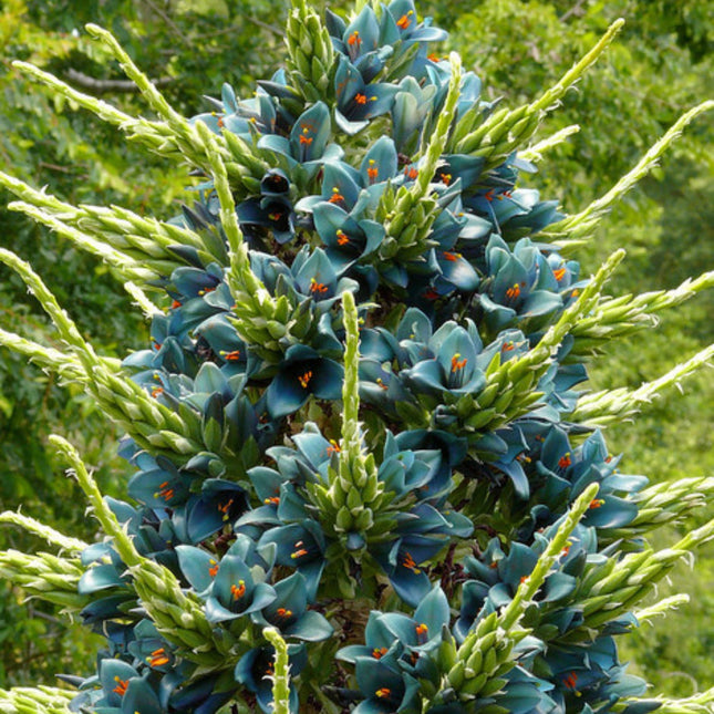 Nasiona Puya Niebieska - Puya Berteroniana