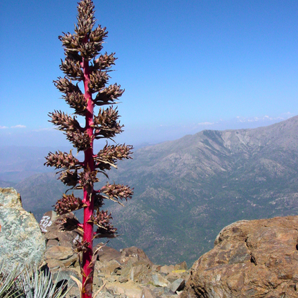 Nasiona Puya Kolczasta - Puya Coerulea