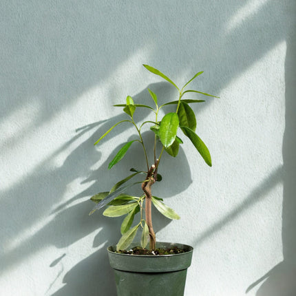 Nasiona Yerba Mate - Ilex Paraguariensis