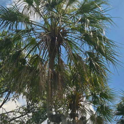 Nasiona Liwistonii Jenkinsiana - Livistona Jenkinsiana