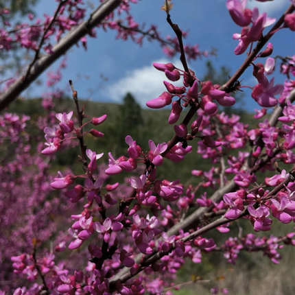 Nasiona Judaszowca Zachodniego - Cercis Occidentalis