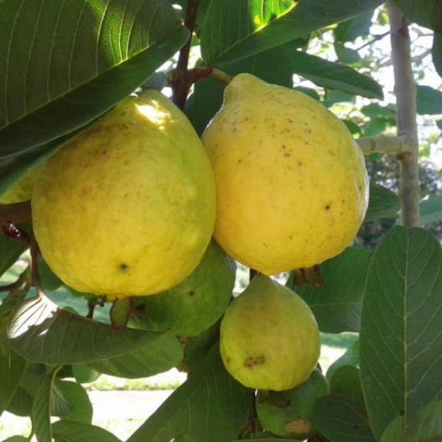 Sjemenke guave obične - Psidium Guajava