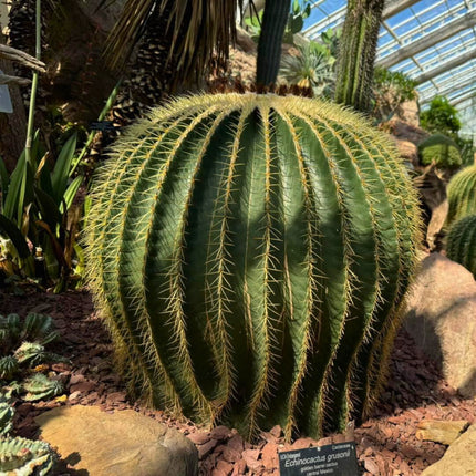 Nasiona Kaktusa Fotel Teściowej - Echinocactus Grusonii