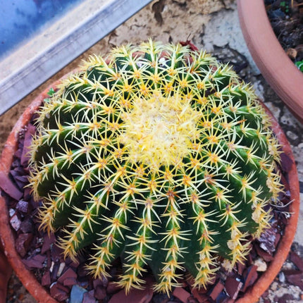 Nasiona Kaktusa Fotel Teściowej - Echinocactus Grusonii