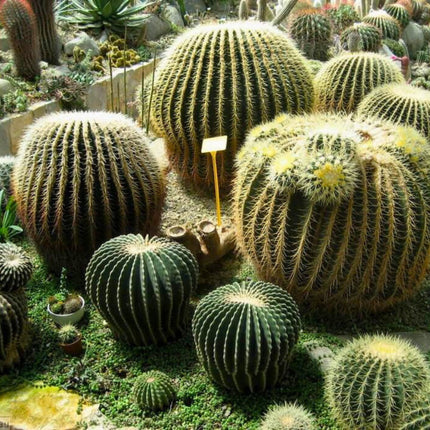 Nasiona Kaktusa Fotel Teściowej - Echinocactus Grusonii