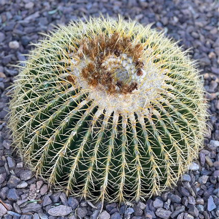 Nasiona Kaktusa Fotel Teściowej - Echinocactus Grusonii
