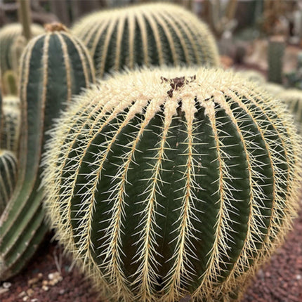 Nasiona Kaktusa Fotel Teściowej - Echinocactus Grusonii