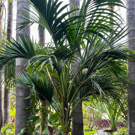 Nasiona Kencji Belmoreana - Howea Belmoreana