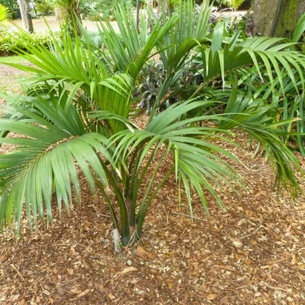 Nasiona Kencji Belmoreana - Howea Belmoreana