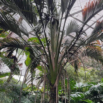 Nasiona Kencji Belmoreana - Howea Belmoreana