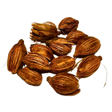 Nasiona Kencji Belmoreana - Howea Belmoreana