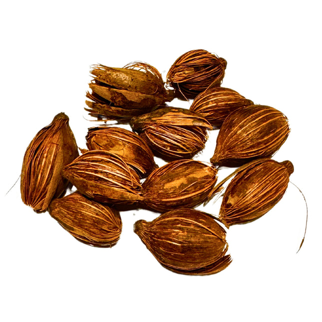 Nasiona Kencji Belmoreana - Howea Belmoreana