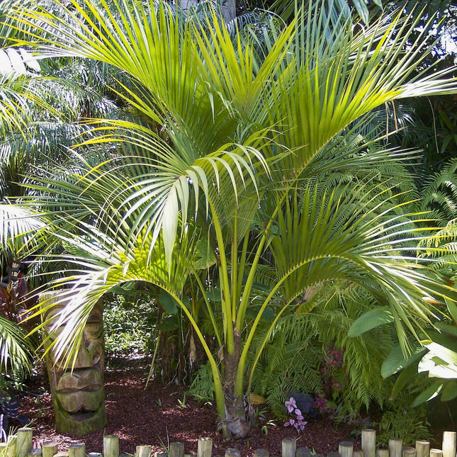 Nasiona Kencji Belmoreana - Howea Belmoreana
