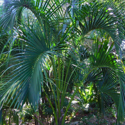 Nasiona Kencji Belmoreana - Howea Belmoreana