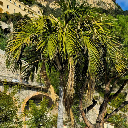 Nasiona Kencji Belmoreana - Howea Belmoreana