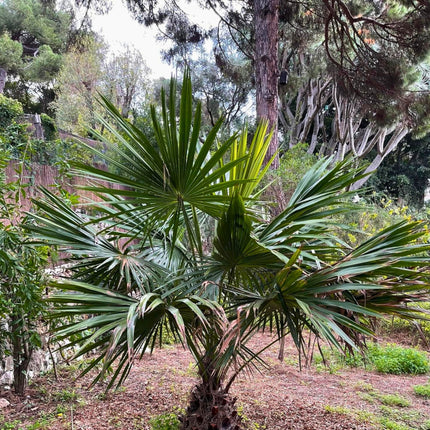 Nasiona Palmy Kapuścianej - Livistona Australis