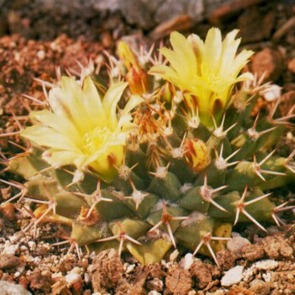 Nasiona Kaktusa Poduszeczki - Mammillaria Peninsularis
