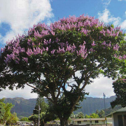 Nasiona Tajskiego Mirtu - Lagerstroemia Floribunda