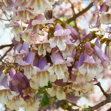 Nasiona Paulowni Fortunego - Paulownia Fortunei