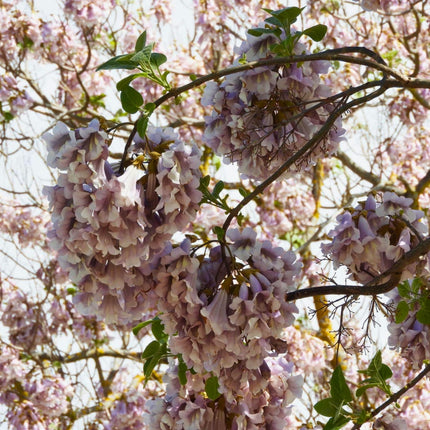 Nasiona Paulowni Fortunego - Paulownia Fortunei