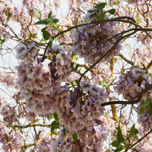Nasiona Paulowni Fortunego - Paulownia Fortunei