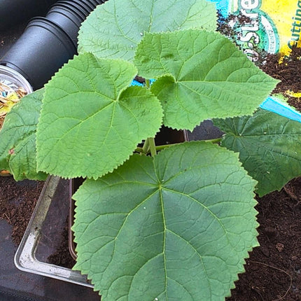Nasiona Paulowni Fortunego - Paulownia Fortunei