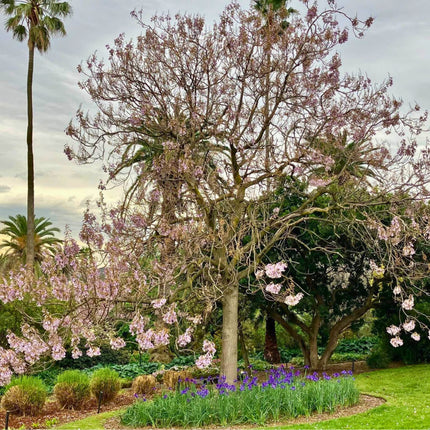 Nasiona Paulowni Fortunego - Paulownia Fortunei
