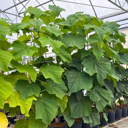 Nasiona Paulowni Fortunego - Paulownia Fortunei