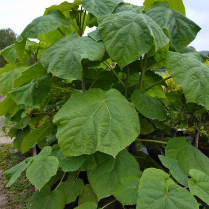 Nasiona Paulowni Fortunego - Paulownia Fortunei