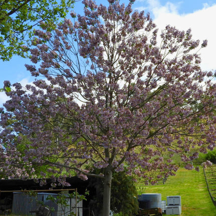 Nasiona Paulowni Fortunego - Paulownia Fortunei
