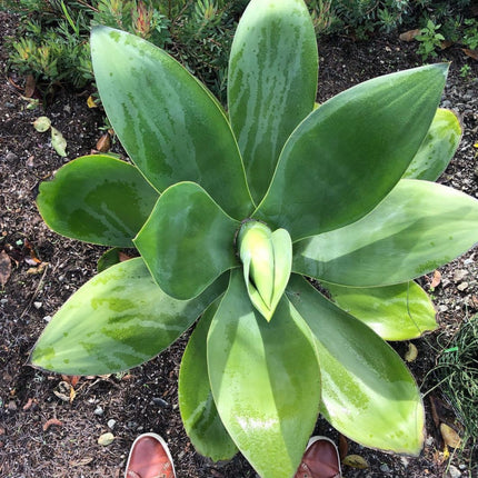 Nasiona Agawy Szmaragdowej - Agave Ellemeetiana
