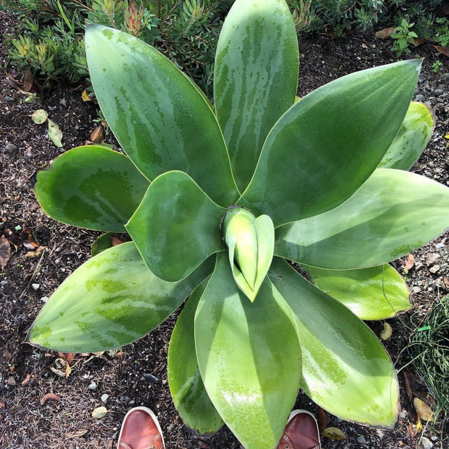 Nasiona Agawy Szmaragdowej - Agave Ellemeetiana