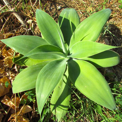 Nasiona Agawy Szmaragdowej - Agave Ellemeetiana