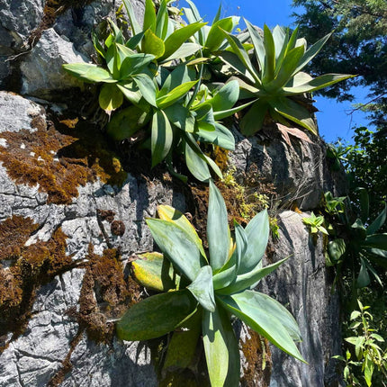 Nasiona Agawy Szmaragdowej - Agave Ellemeetiana