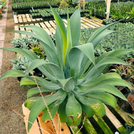Nasiona Agawy Szmaragdowej - Agave Ellemeetiana