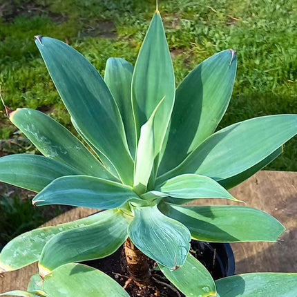Nasiona Agawy Szmaragdowej - Agave Ellemeetiana
