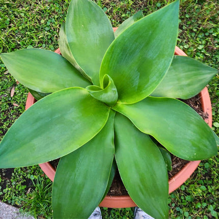 Nasiona Agawy Szmaragdowej - Agave Ellemeetiana