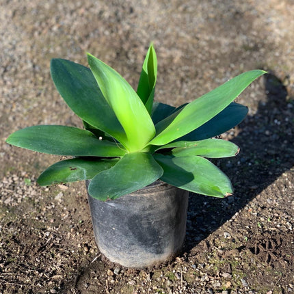 Nasiona Agawy Szmaragdowej - Agave Ellemeetiana