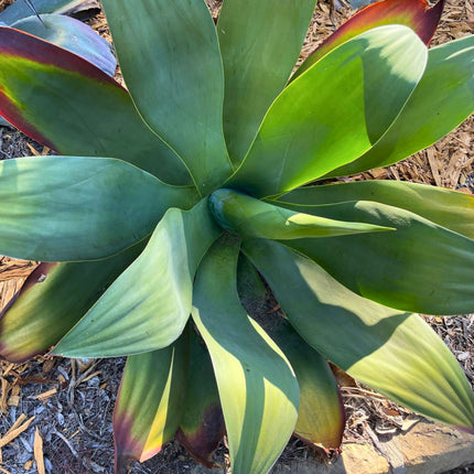 Nasiona Agawy Szmaragdowej - Agave Ellemeetiana