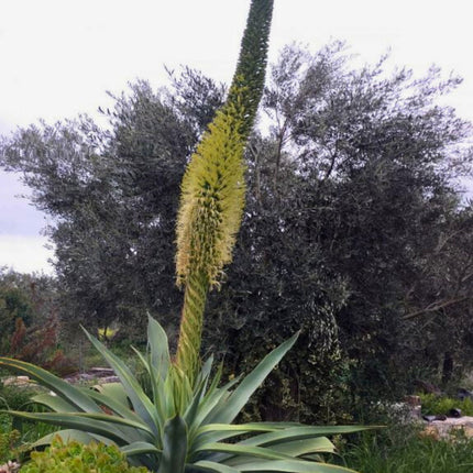 Nasiona Agawy Pedunculifera - Agave Pedunculifera