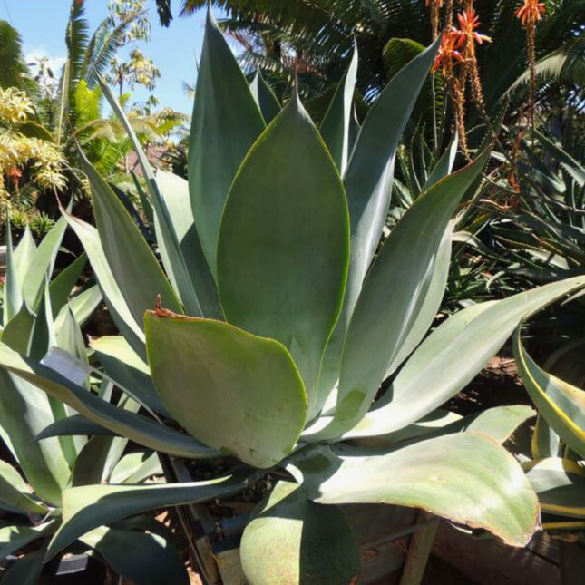 Nasiona Agawy Pedunculifera - Agave Pedunculifera