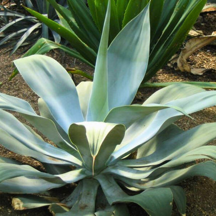 Nasiona Agawy Pedunculifera - Agave Pedunculifera