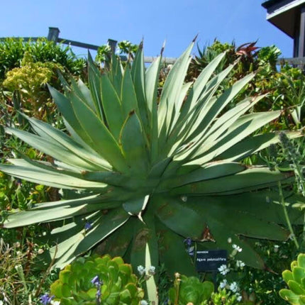 Nasiona Agawy Pedunculifera - Agave Pedunculifera