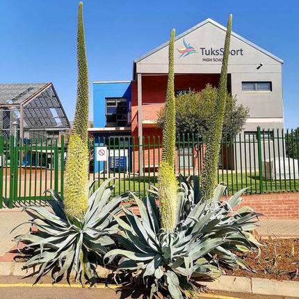 Nasiona Agawy Pedunculifera - Agave Pedunculifera